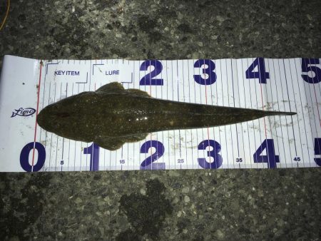 マゴチとセイゴ