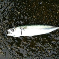 南港魚つり園護岸でモンスター