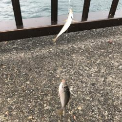 雨の前のアジ釣り