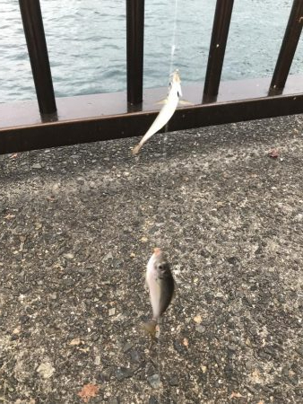 雨の前のアジ釣り
