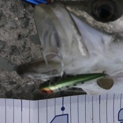 増水パターンリベンジ成功