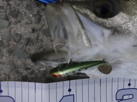 増水パターンリベンジ成功