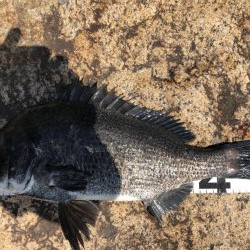 イチノ兄弟、釣果！