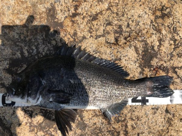 イチノ兄弟、釣果！