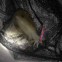 チヌもイカも！