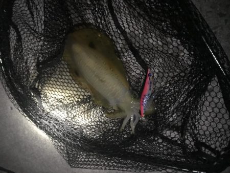 チヌもイカも！