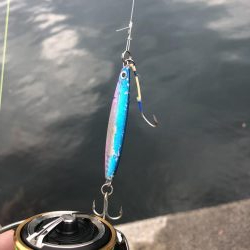 五目釣りと青物