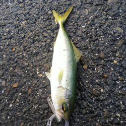 サビキ爆釣！！泳がせたりok