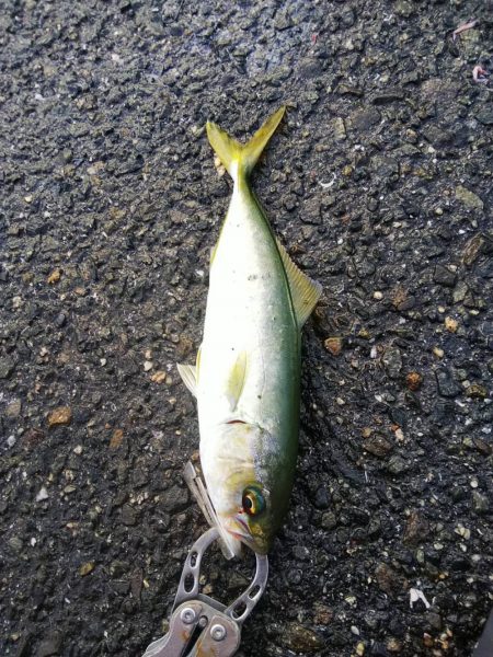 サビキ爆釣！！泳がせたりok