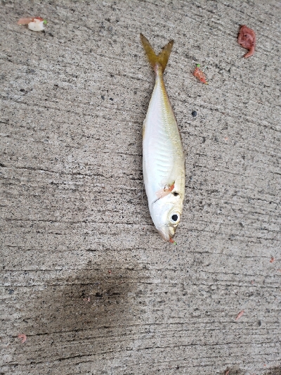 射程距離外でアウト