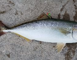 ライトショアジギング