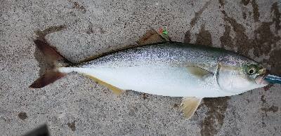 ライトショアジギング