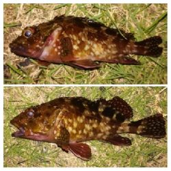 アジンガー1810〜1930