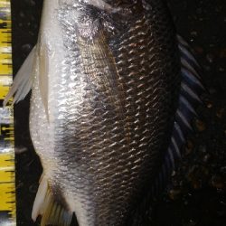 ナイトチニング