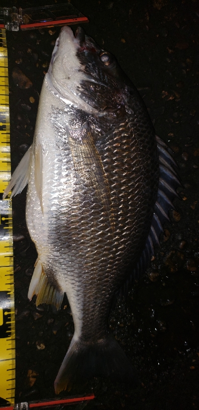 ナイトチニング