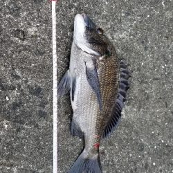 落としこみ、初の44cm!