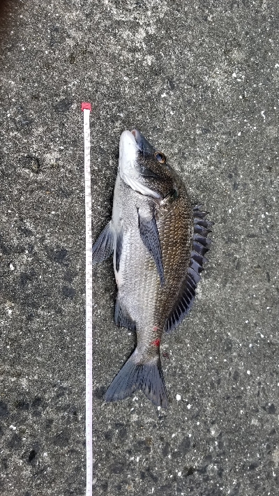 落としこみ、初の44cm!