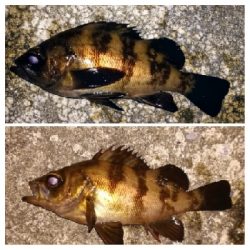 アジンガー1905〜2140