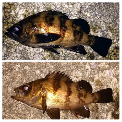 アジンガー1905〜2140