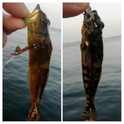 アジンガー1818〜2125