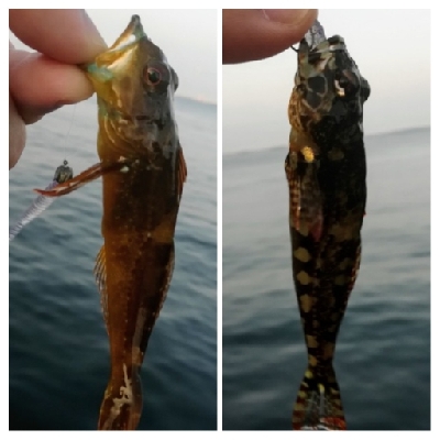 アジンガー1818〜2125