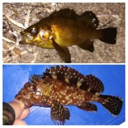 アジンガー1910〜2025