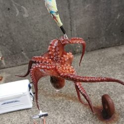 釣り部  釣行記  33