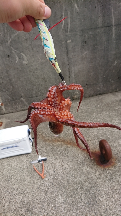 釣り部  釣行記  33