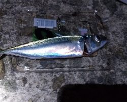 泳がせでそれなりの成果に