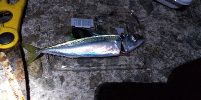 泳がせでそれなりの成果に