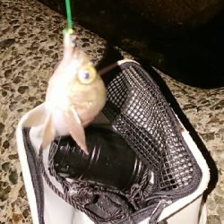 アジングがようやく成立