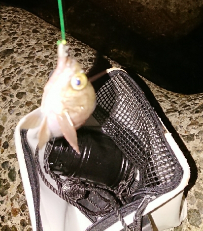 アジングがようやく成立