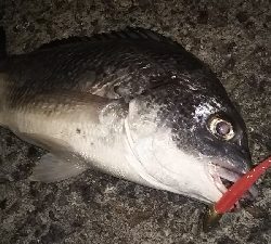 ボトムアタック