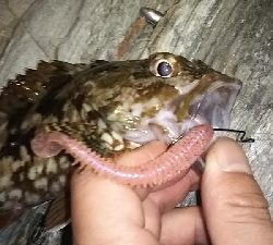 マッスルガシラを釣りたくて