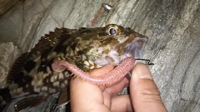 マッスルガシラを釣りたくて