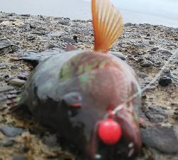 ベラのイベント