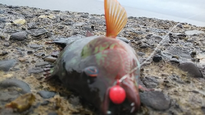 ベラのイベント