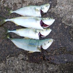 ツバスはいつまで続く？