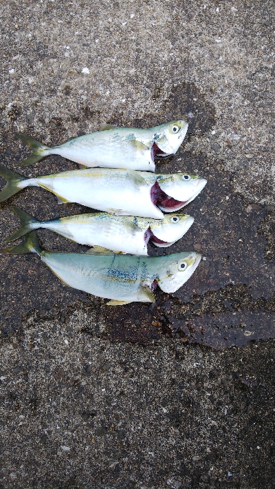 ツバスはいつまで続く？