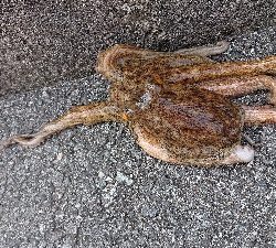 ライトショアジギング