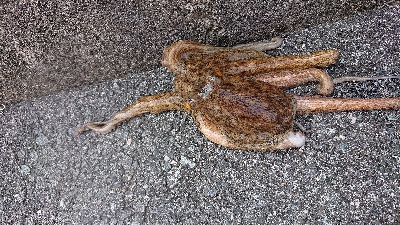 ライトショアジギング