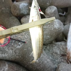 今年初ケンサキ