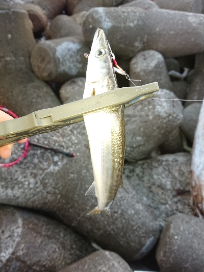 今年初ケンサキ