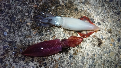 仕事終わりケンサキエギング