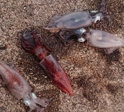 仕事終わりケンサキエギング