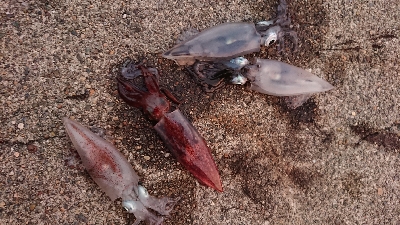 仕事終わりケンサキエギング