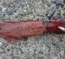 仕事終わりケンサキ狙い