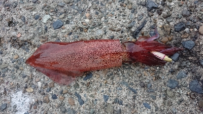 仕事終わりケンサキ狙い