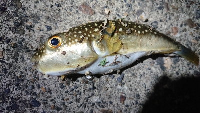 仕事終わりメバリング