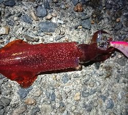 ケンサキエギング